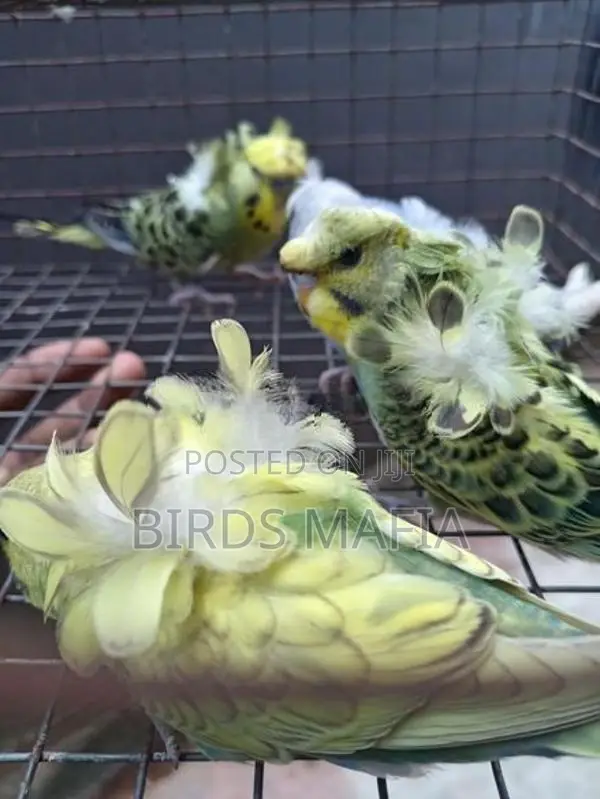 Helicopter Budgies