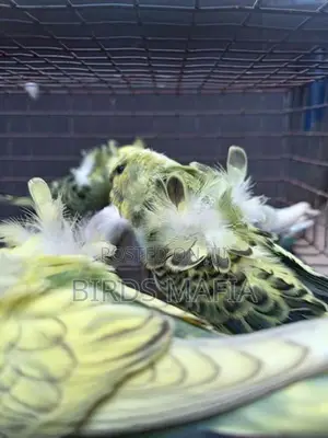 Helicopter Budgies