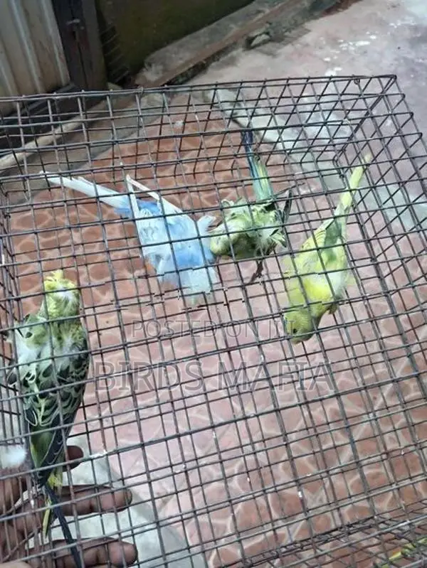 Helicopter Budgies