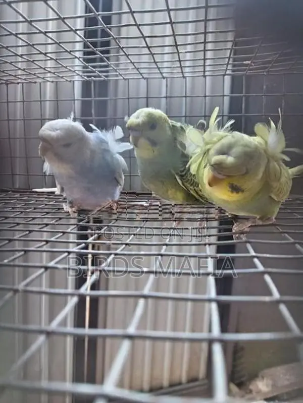 Helicopter Budgies