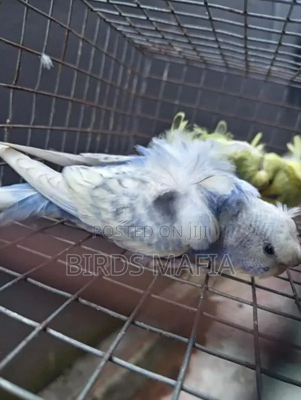 Helicopter Budgies