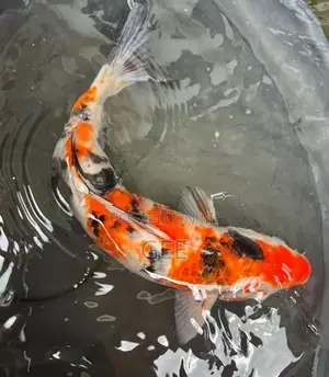 Koi Pond Clearance