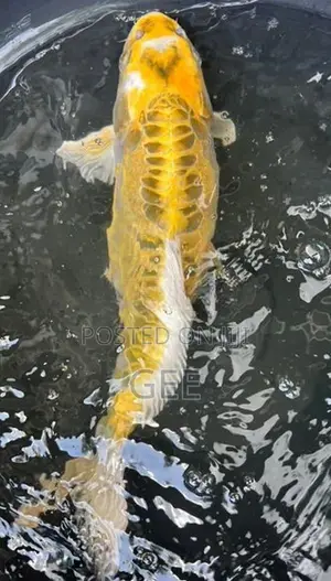 Koi Pond Clearance