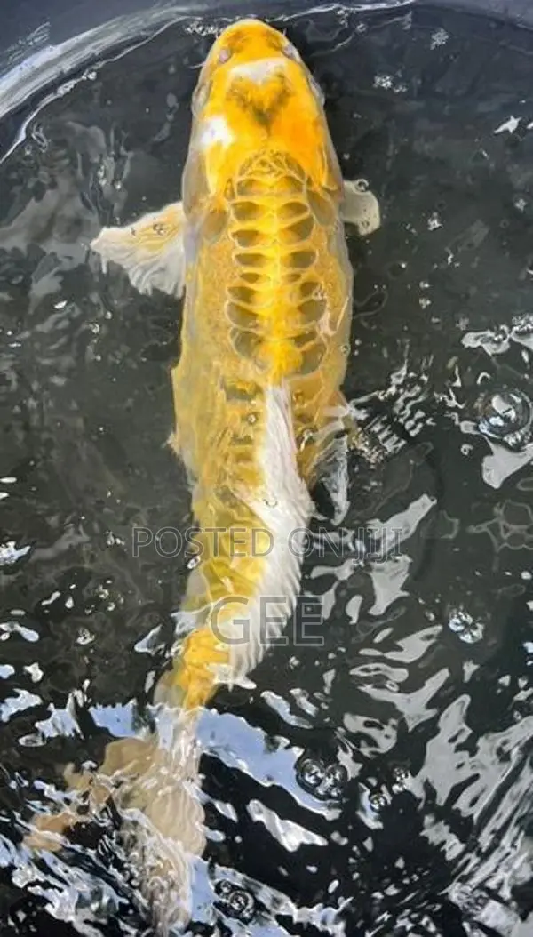 Koi Pond Clearance