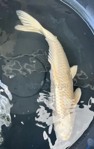 Koi Pond Clearance