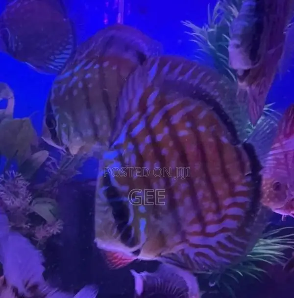 Discus
