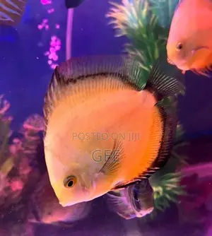 Discus