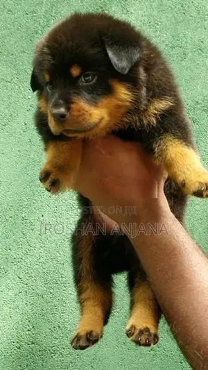 Rottweiler