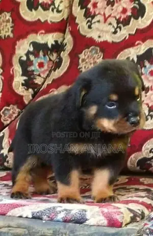 Rottweiler