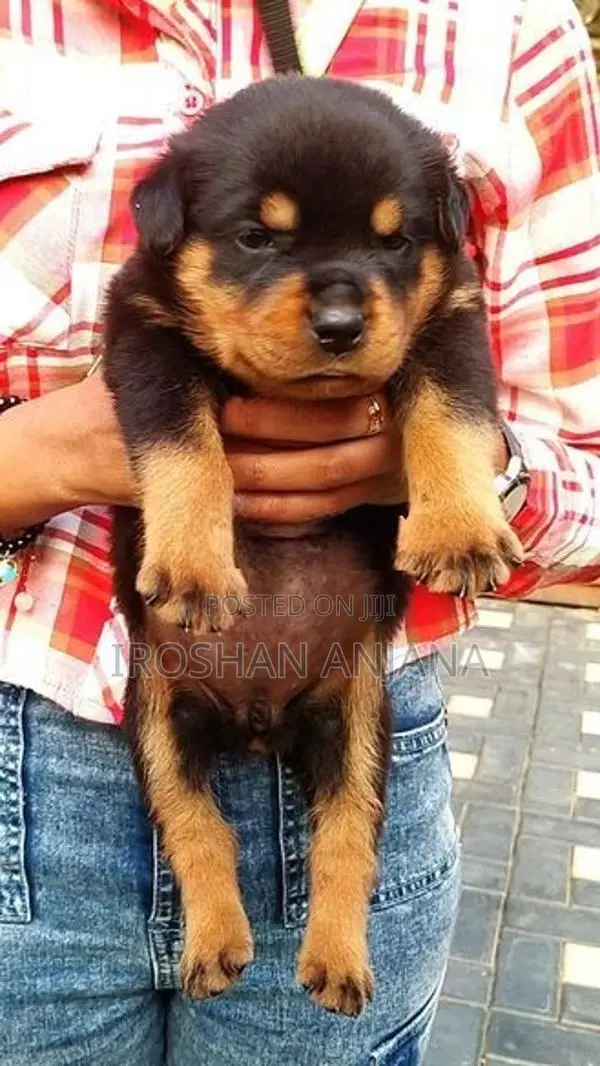 Rottweiler