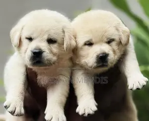 Labrador Retriever Puppies