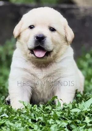 Labrador Retriever Puppies