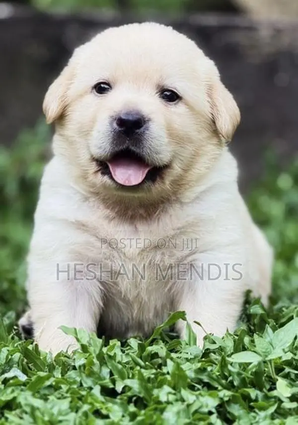 Labrador Retriever Puppies