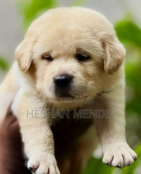 Labrador Retriever Puppies