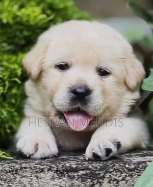 Labrador Retriever Puppies