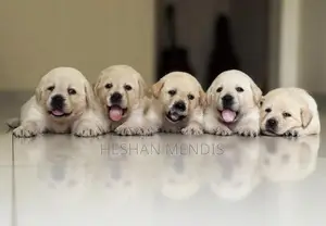 Labrador Retriever Puppies