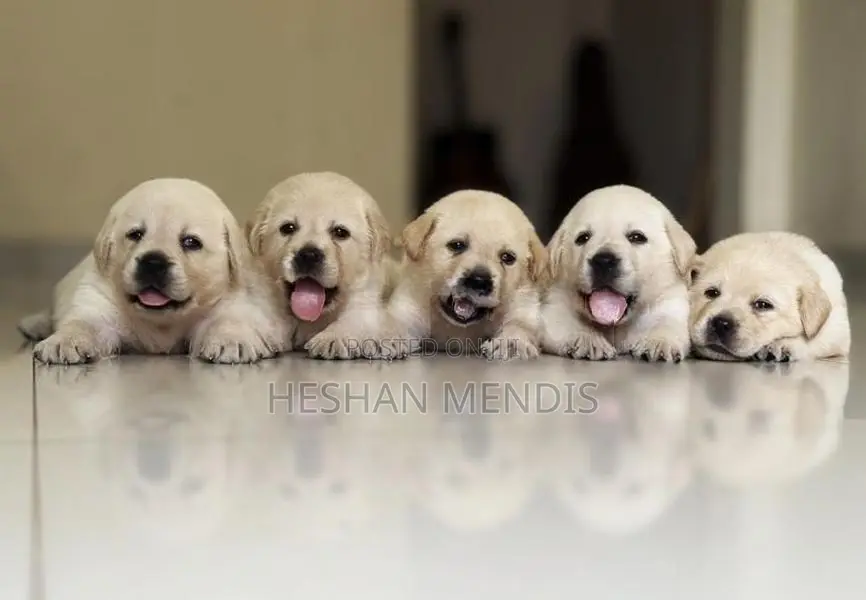 Labrador Retriever Puppies