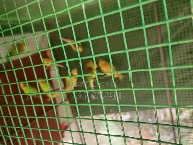 Lovebirds