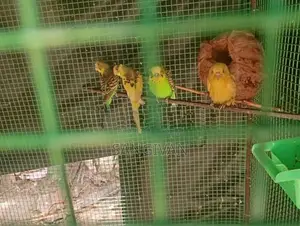 Lovebirds
