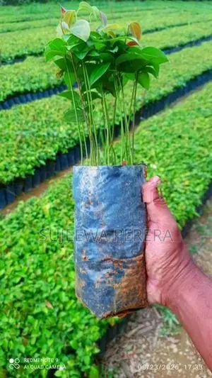 කුරුඳු පැළ