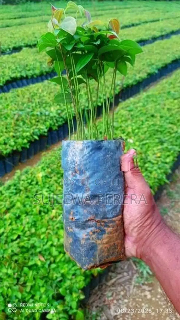 කුරුඳු පැළ