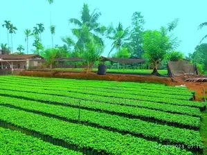 කුරුඳු පැළ