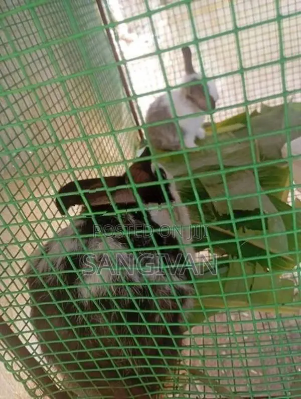 Rabbit