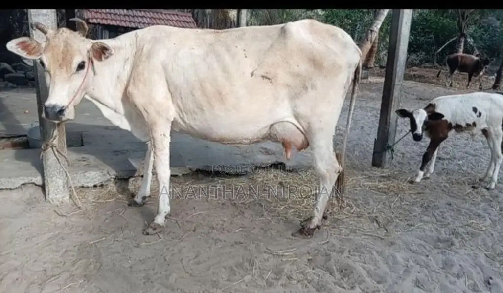 Milk Cows