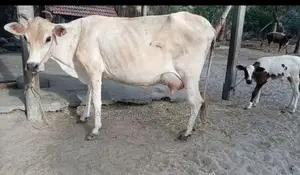 Milk Cows