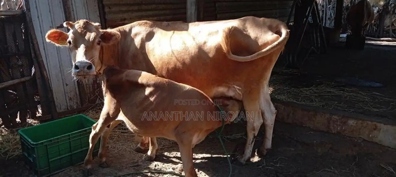 Milk Cows