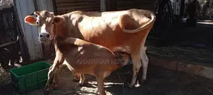 Milk Cows