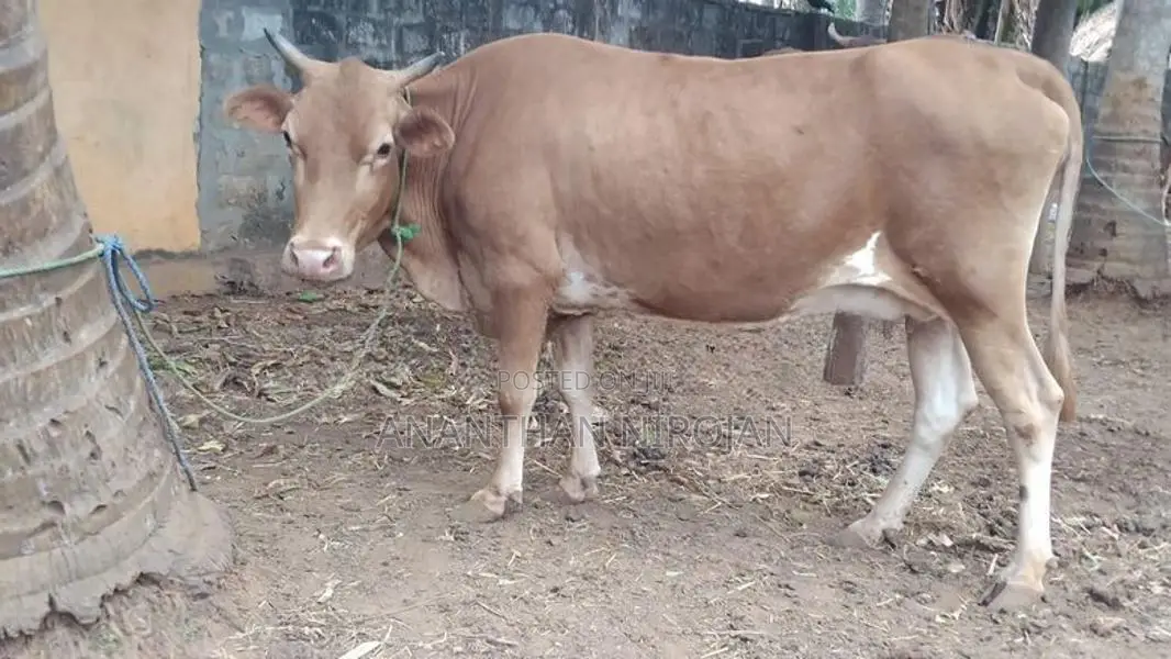 Milk Cows