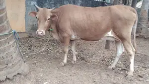 Milk Cows