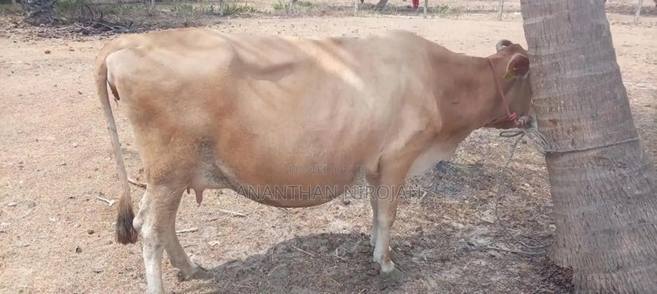 Milk Cows