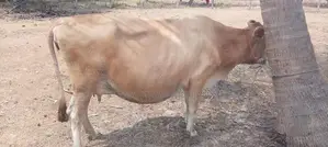 Milk Cows