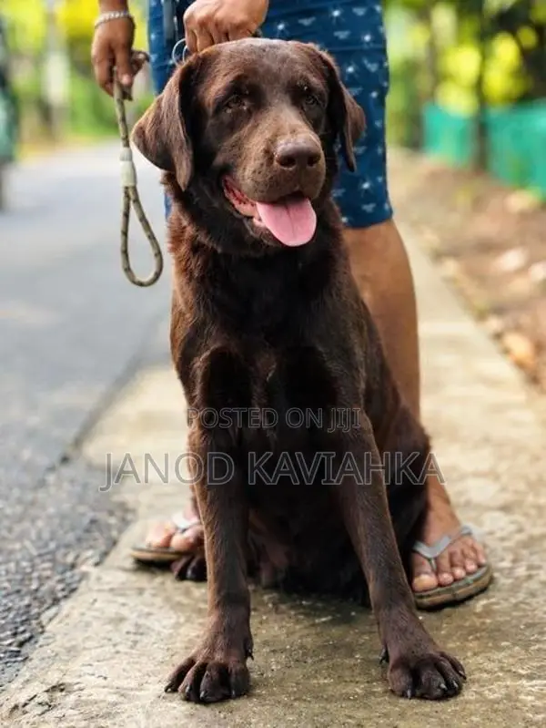 Chocolate Female Labrador Dog