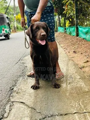 Chocolate Female Labrador Dog