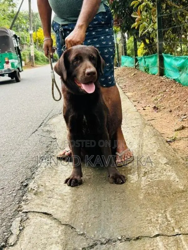 Chocolate Female Labrador Dog