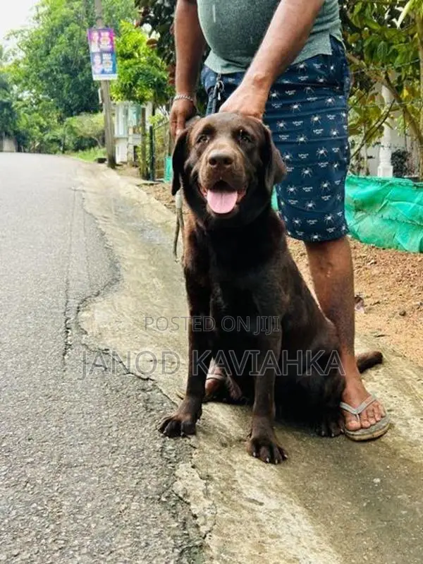 Chocolate Female Labrador Dog
