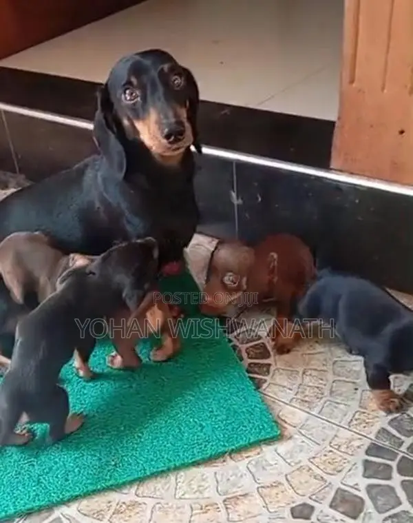 Dachshund Puppies