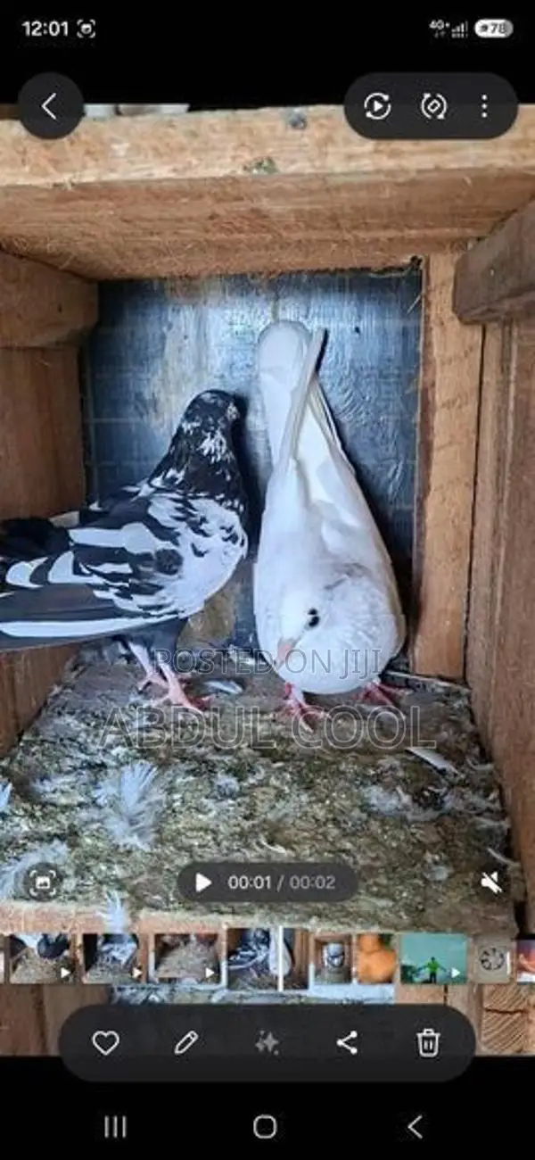 Pigeon