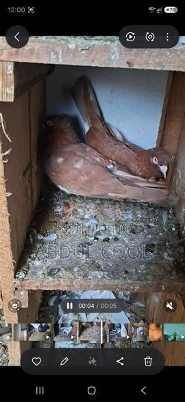 Pigeon