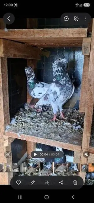 Pigeon