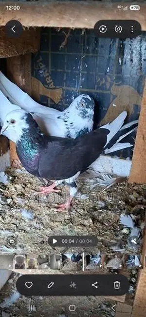 Pigeon