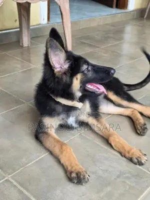 German Shepherd Female
