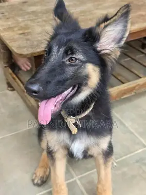 German Shepherd Female