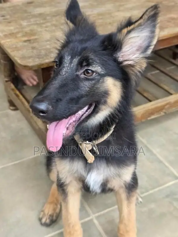German Shepherd Female