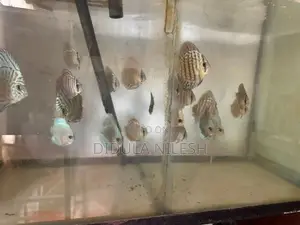 Discus Fish