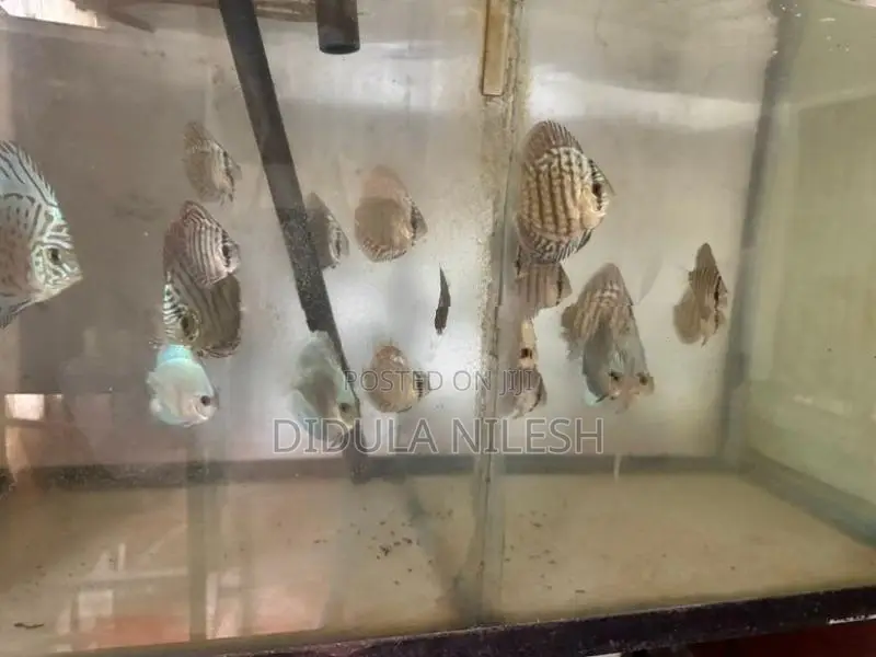Discus Fish
