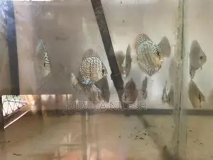 Discus Fish